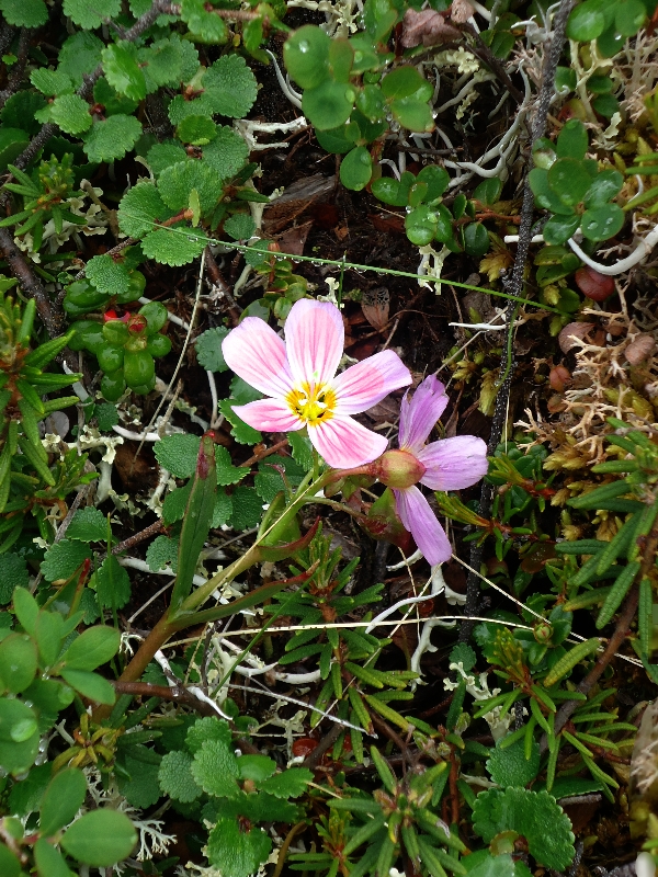 Изображение особи Claytonia acutifolia.