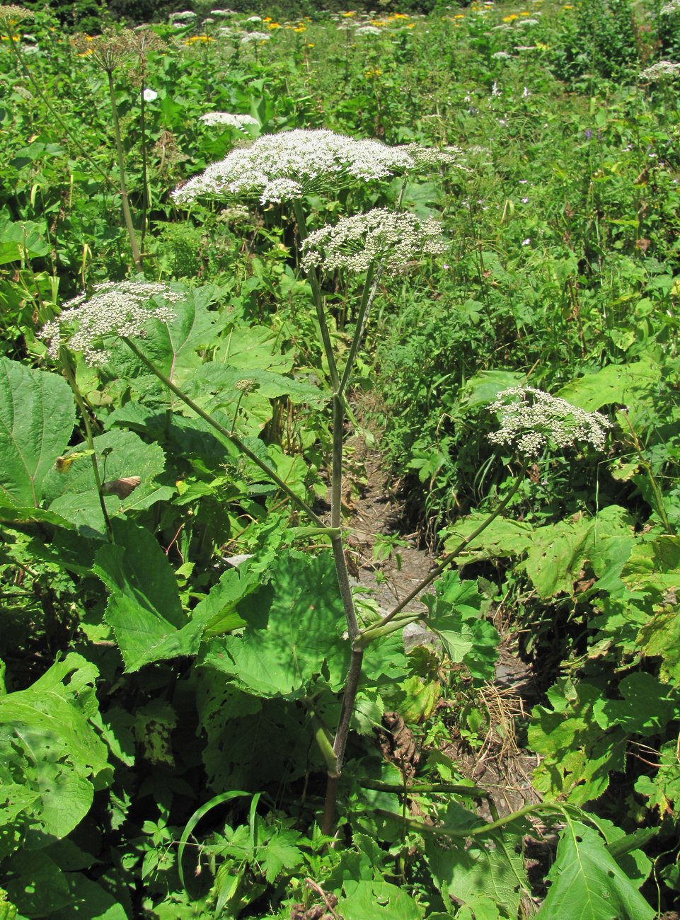 Изображение особи Heracleum ponticum.