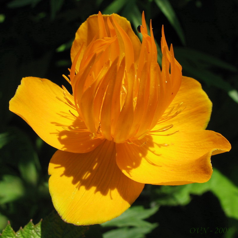 Изображение особи Trollius macropetalus.