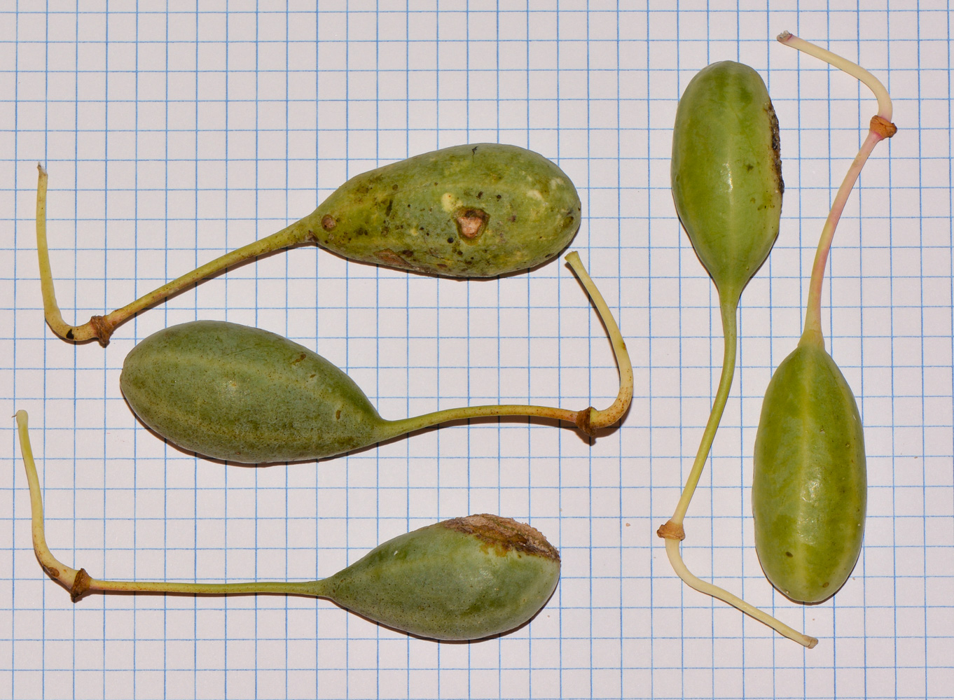 Image of Capparis zoharyi specimen.