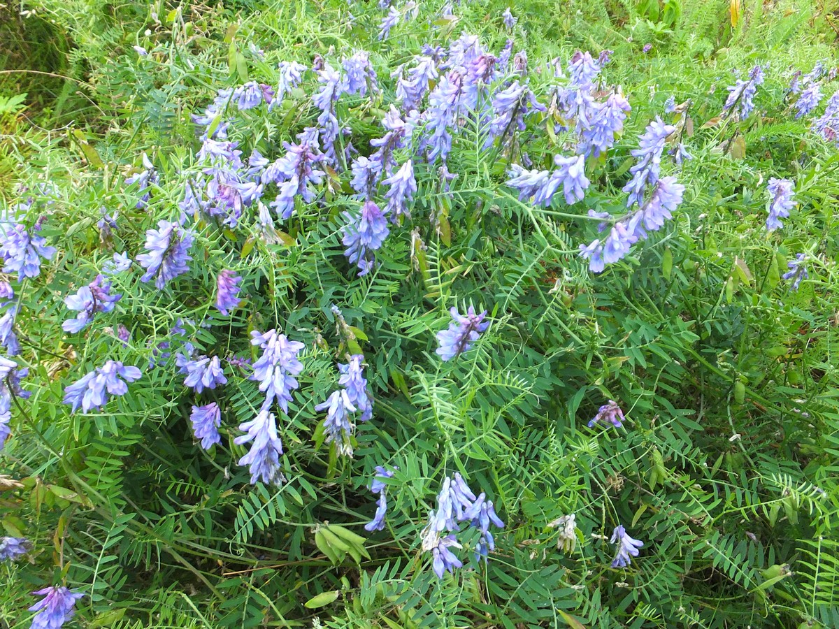 Изображение особи Vicia cracca.