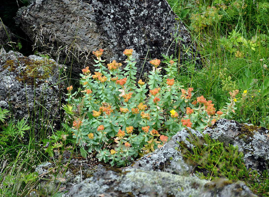 Изображение особи Rhodiola rosea.