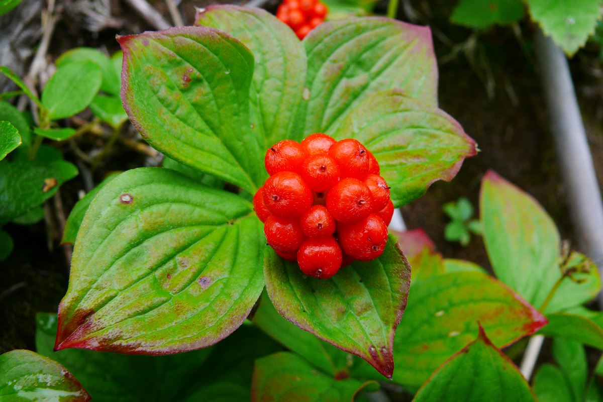 Изображение особи Chamaepericlymenum canadense.