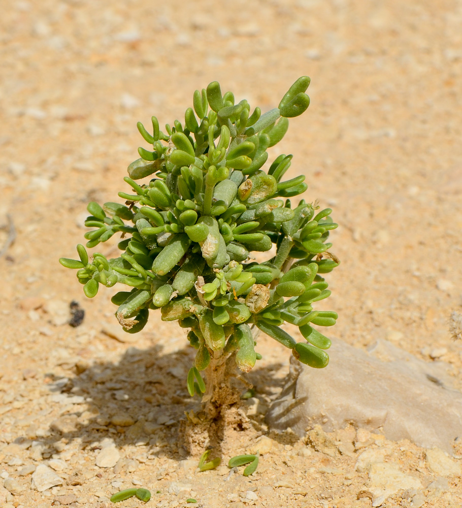 Изображение особи Tetraena dumosa.