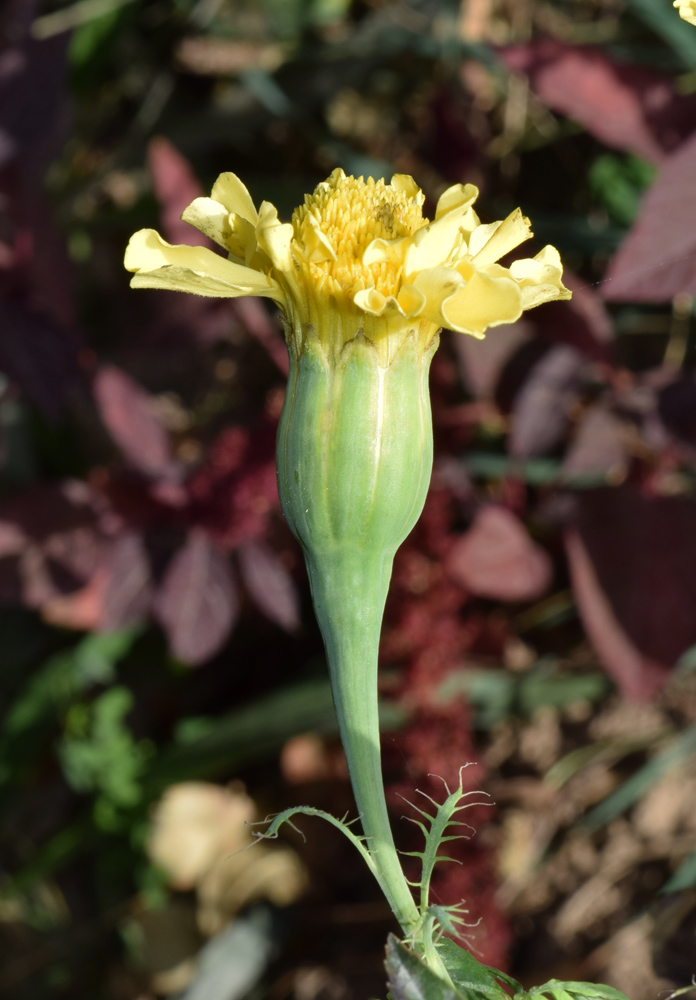 Image of Tagetes erecta specimen.