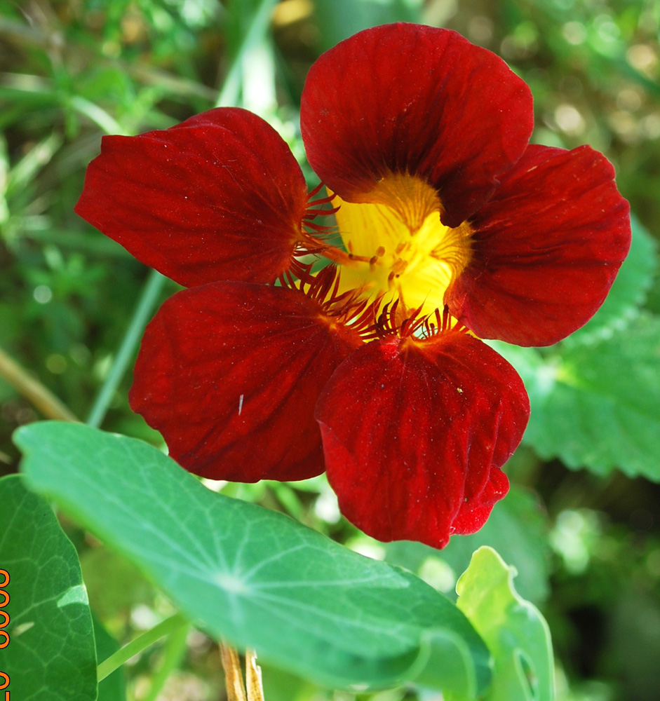 Image of Tropaeolum majus specimen.
