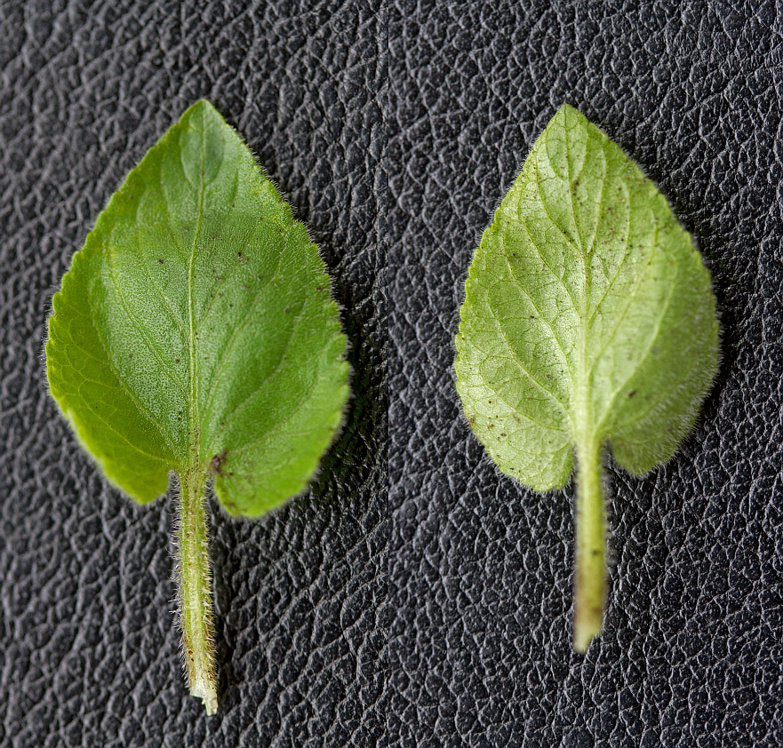 Image of Viola hirta specimen.