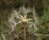 Taraxacum perenne. Соплодие с частично облетевшими семянками. Крым, Байдарская долина, залежь в окр. с. Орлиное. 27 октября 2016 г.