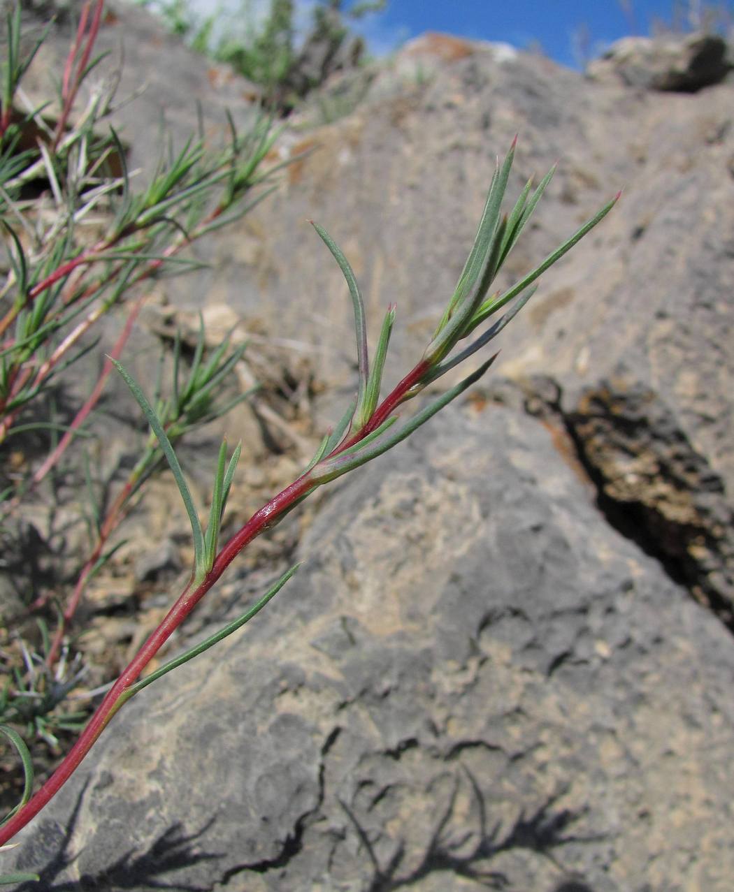 Изображение особи Rhaphidophyton regelii.