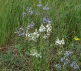 Veronica prostrata. Верхушки цветущих растений. Иркутская обл., Иркутский р-н, окр. пос. Боково, луг. 09.06.2016.