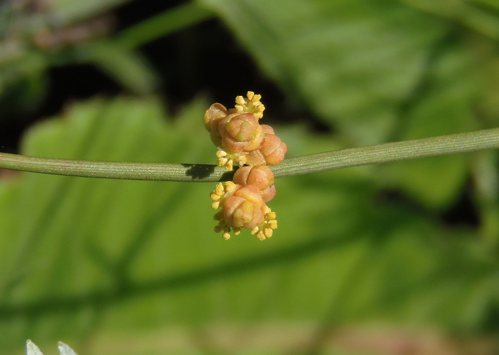 Image of Ephedra distachya specimen.