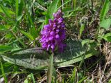 Dactylorhiza majalis