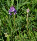 Polygala comosa. Верхушки побегов с распустившимся и развивающимся соцветиями. Восточный Казахстан, Кокпектинский р-н, 25 км в горы от с. Пантелеймоновка, ≈ 1000 м н.у.м., сопка. 12.06.2016.