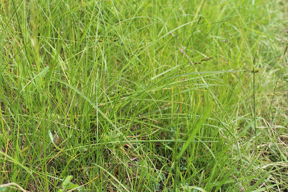 Image of Carex spicata specimen.