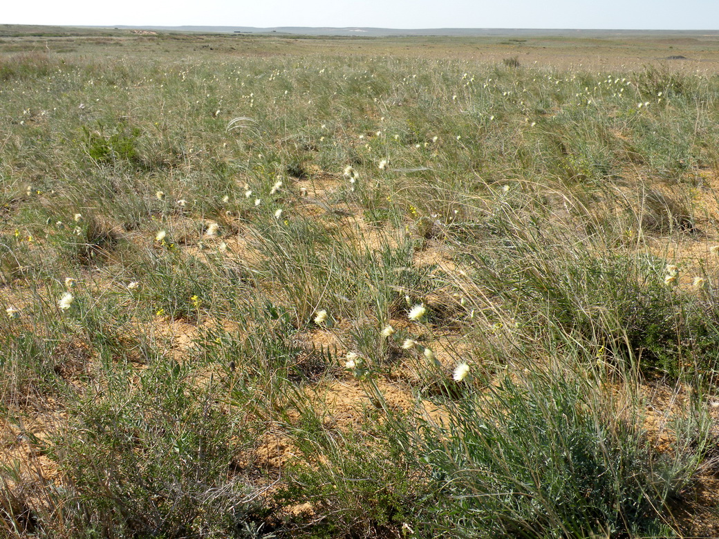 Изображение особи Rhaponticoides kasakorum.