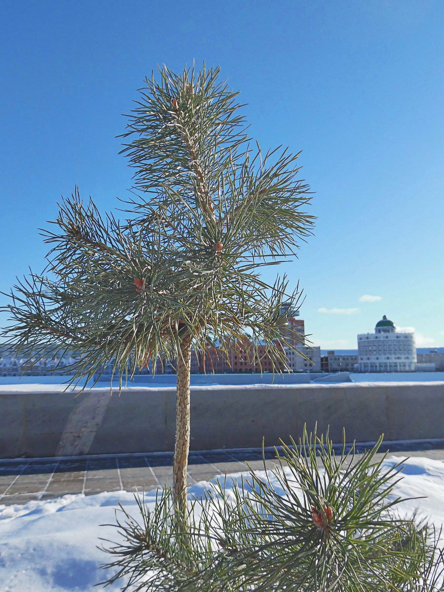 Image of Pinus sylvestris specimen.