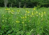 genus Oenothera. Цветущие растения. Приморский край, Партизанский р-н, окр. с. Тигровое, долина р. Тигровая, луг. 15.07.2016.