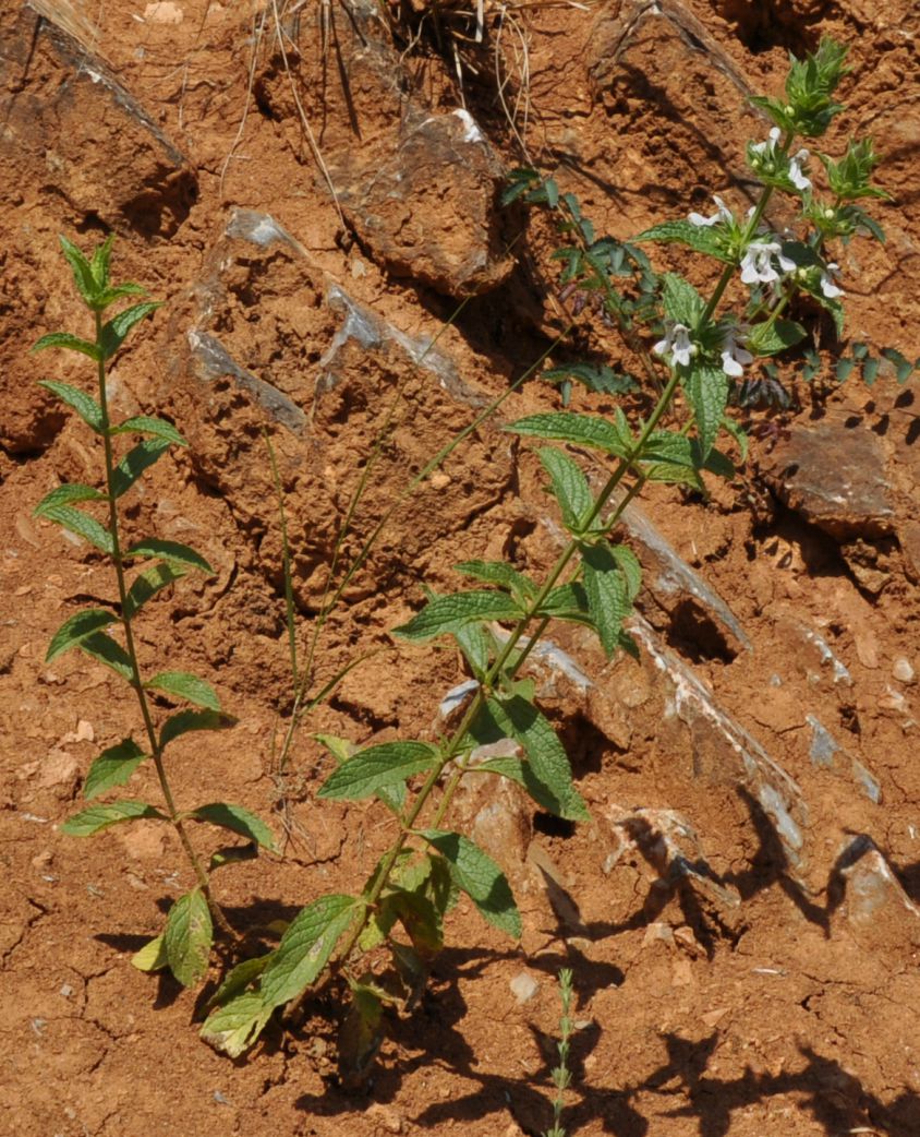 Изображение особи род Stachys.