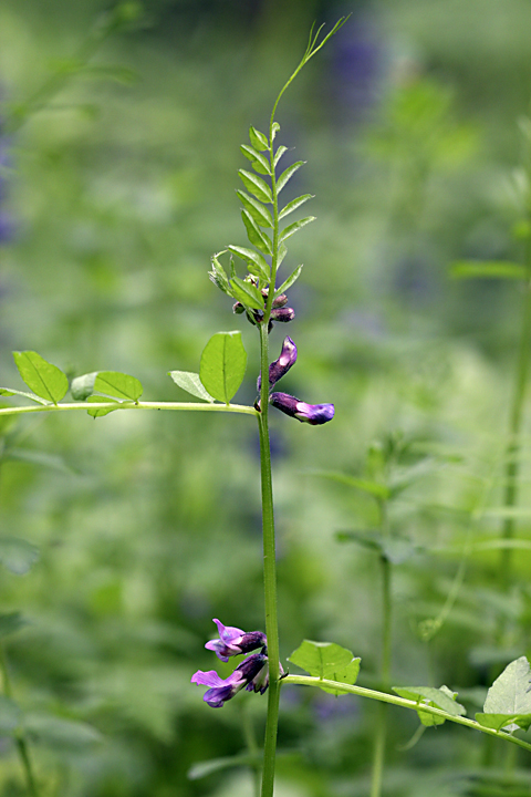 Изображение особи Vicia sepium.