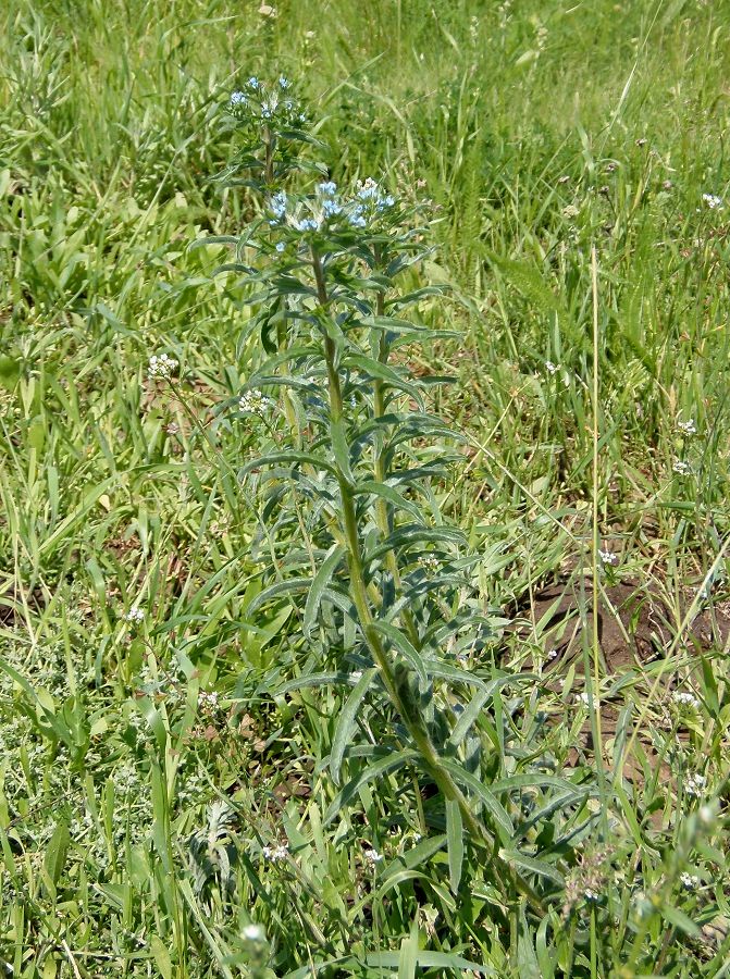 Изображение особи Lappula squarrosa.