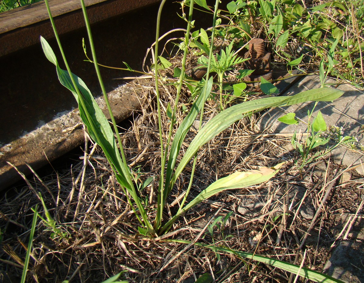 Image of Plantago lanceolata specimen.
