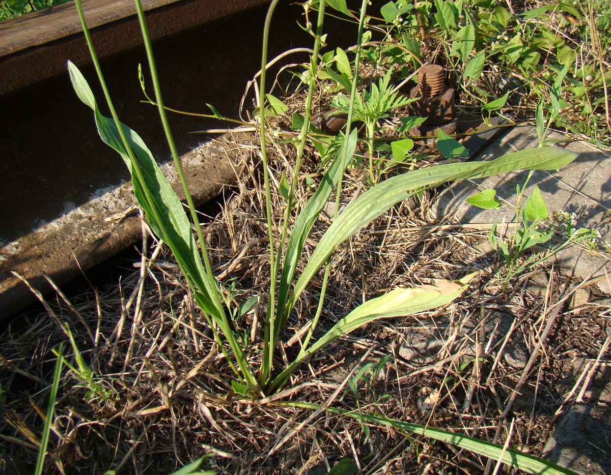 Изображение особи Plantago lanceolata.