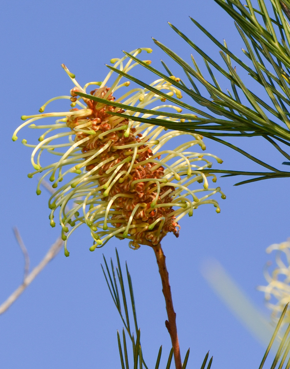 Image of Grevillea hodgei specimen.