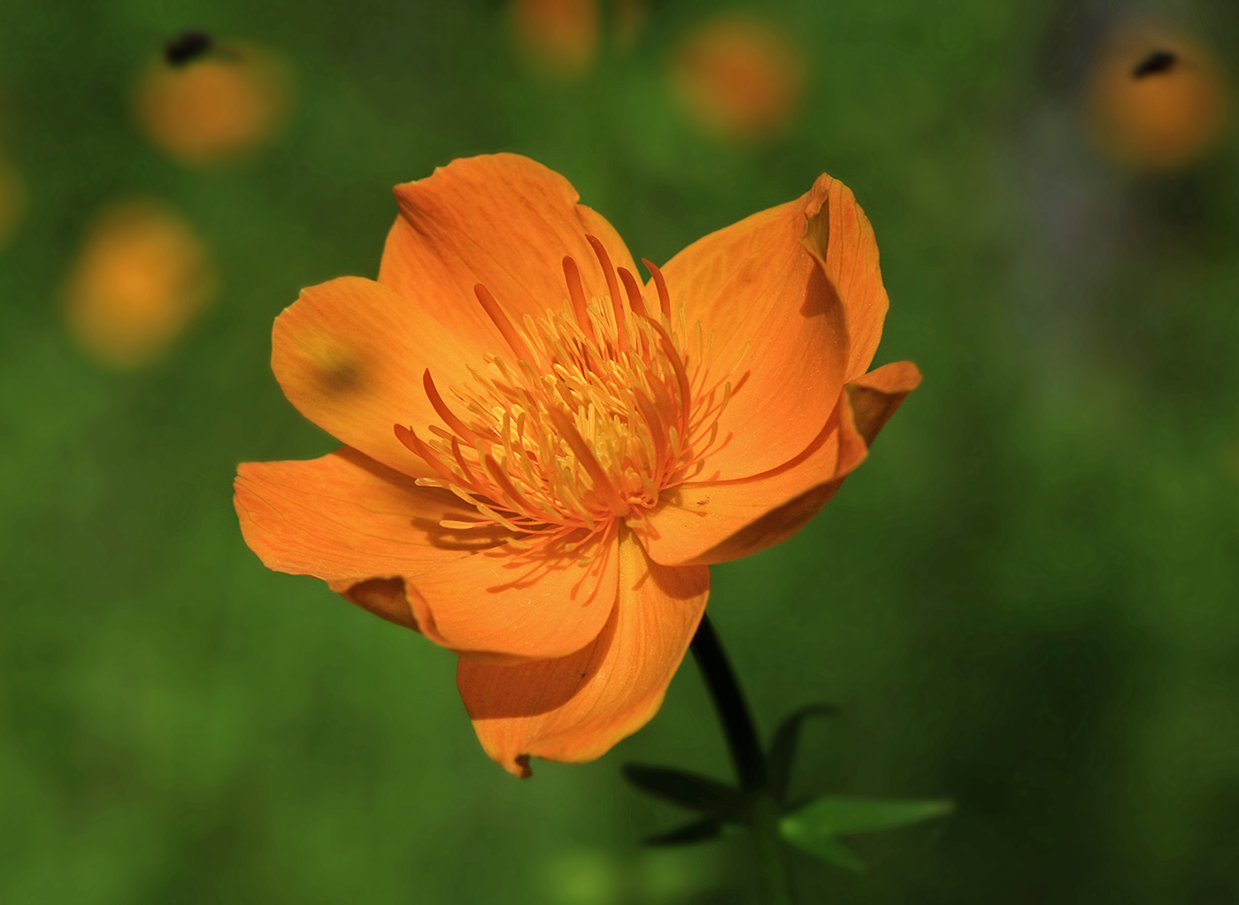 Image of Trollius ledebourii specimen.