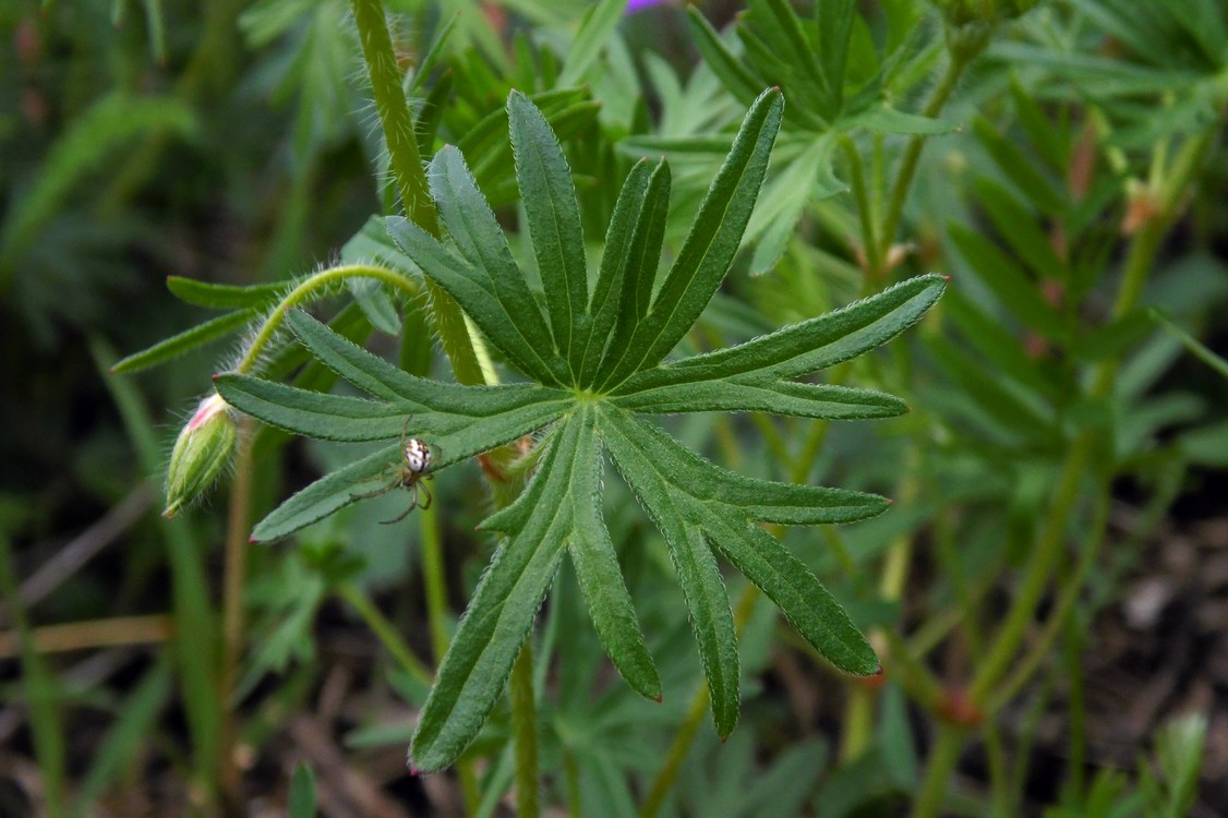 Изображение особи Geranium sanguineum.