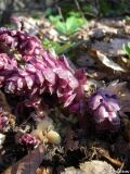 Lathraea squamaria