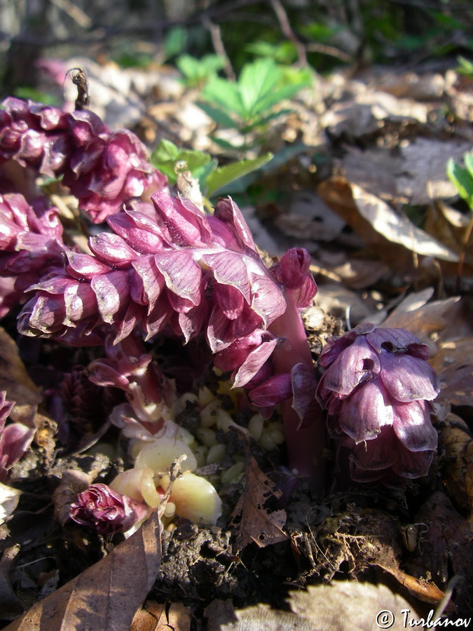 Изображение особи Lathraea squamaria.