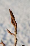 Image of taxon representative. Author is Ренат Рахматуллин
