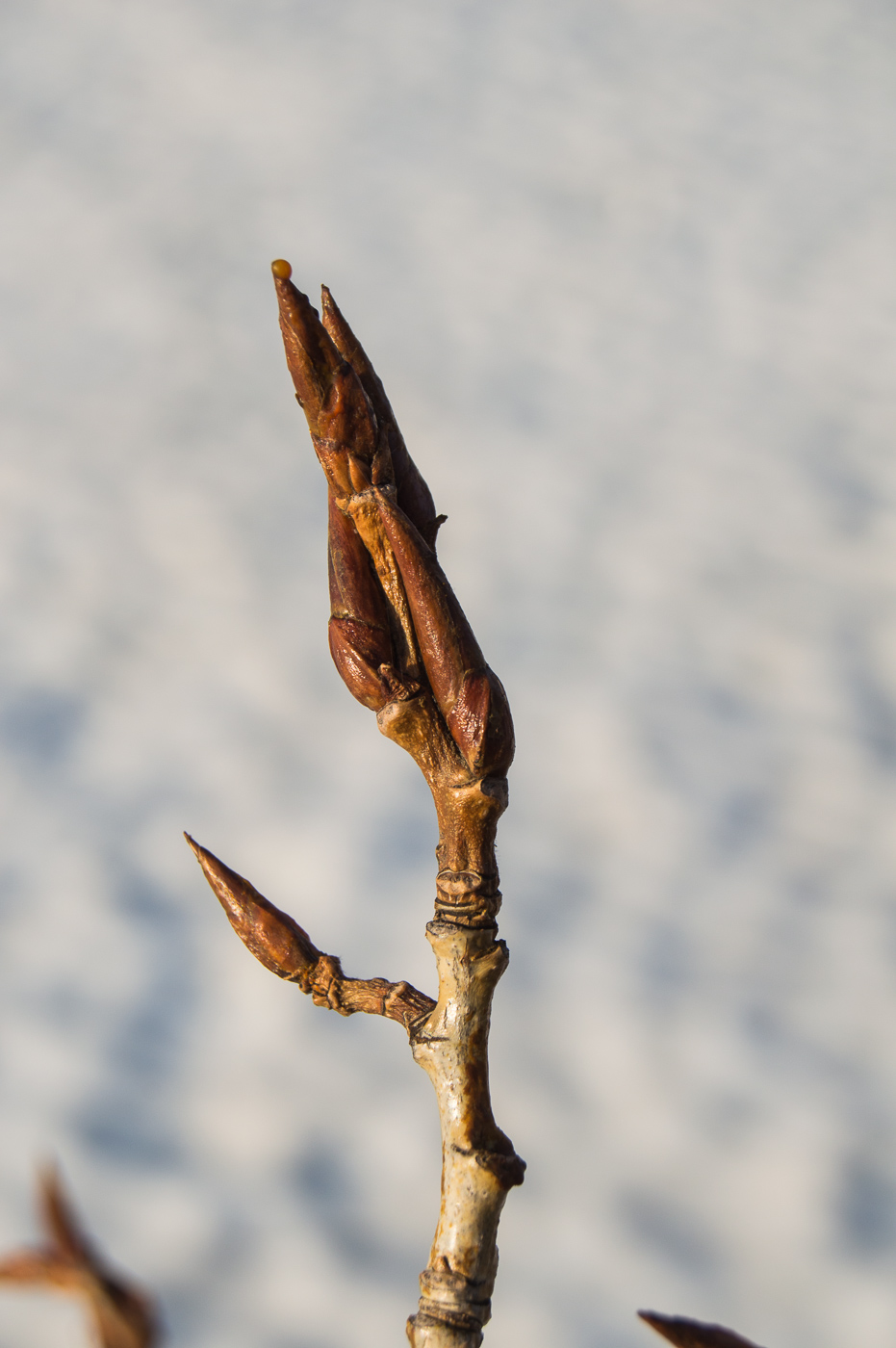 Image of genus Populus specimen.