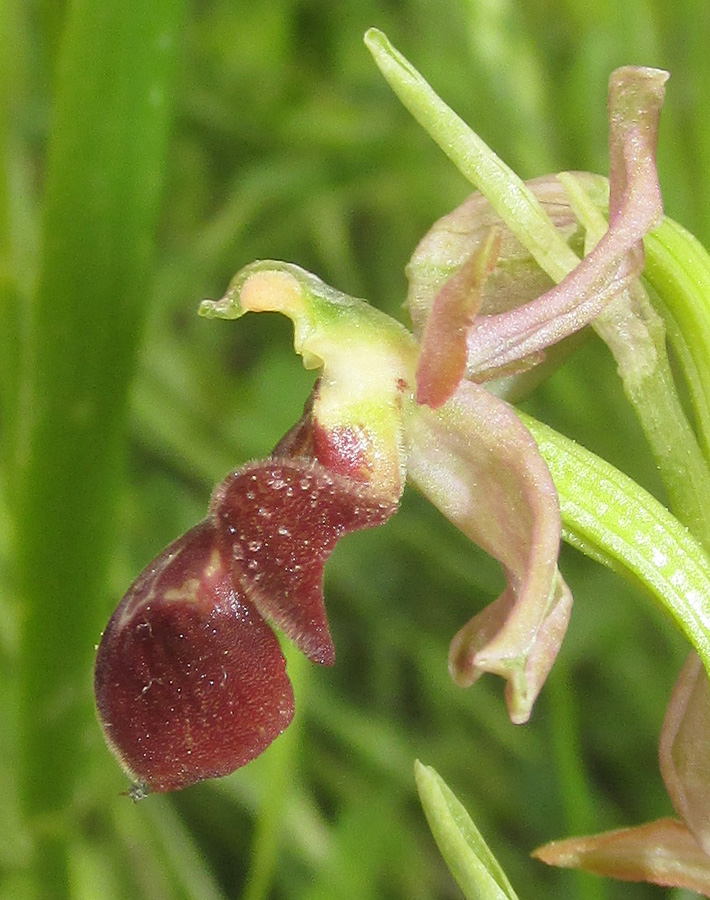 Image of Ophrys mammosa ssp. caucasica specimen.