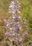 Salvia sclarea. Часть соцветия. Крым, Бахчисарайский р-н, окр. с. Тургеневка, одичавшее. 21 июня 2016 г.