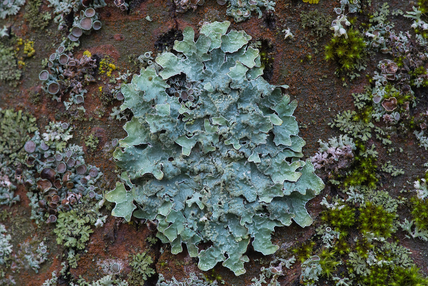 Image of Parmelia sulcata specimen.