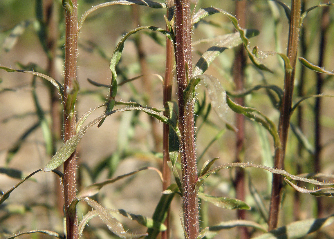 Image of Jasione montana specimen.