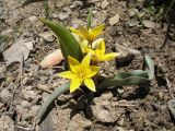 Tulipa turkestanica. Цветущее растение в сообществе с зацветающим Tulipa kaufmanniana (позади). Южный Казахстан, Таласский Алатау, запов. Аксу-Жабаглы, ущ. Улькен-Каинды, выс. 2200 м н.у.м. 9 июня 2017 г.