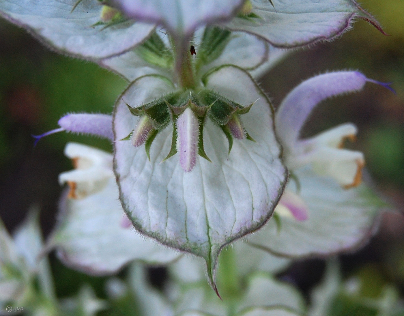 Изображение особи Salvia sclarea.