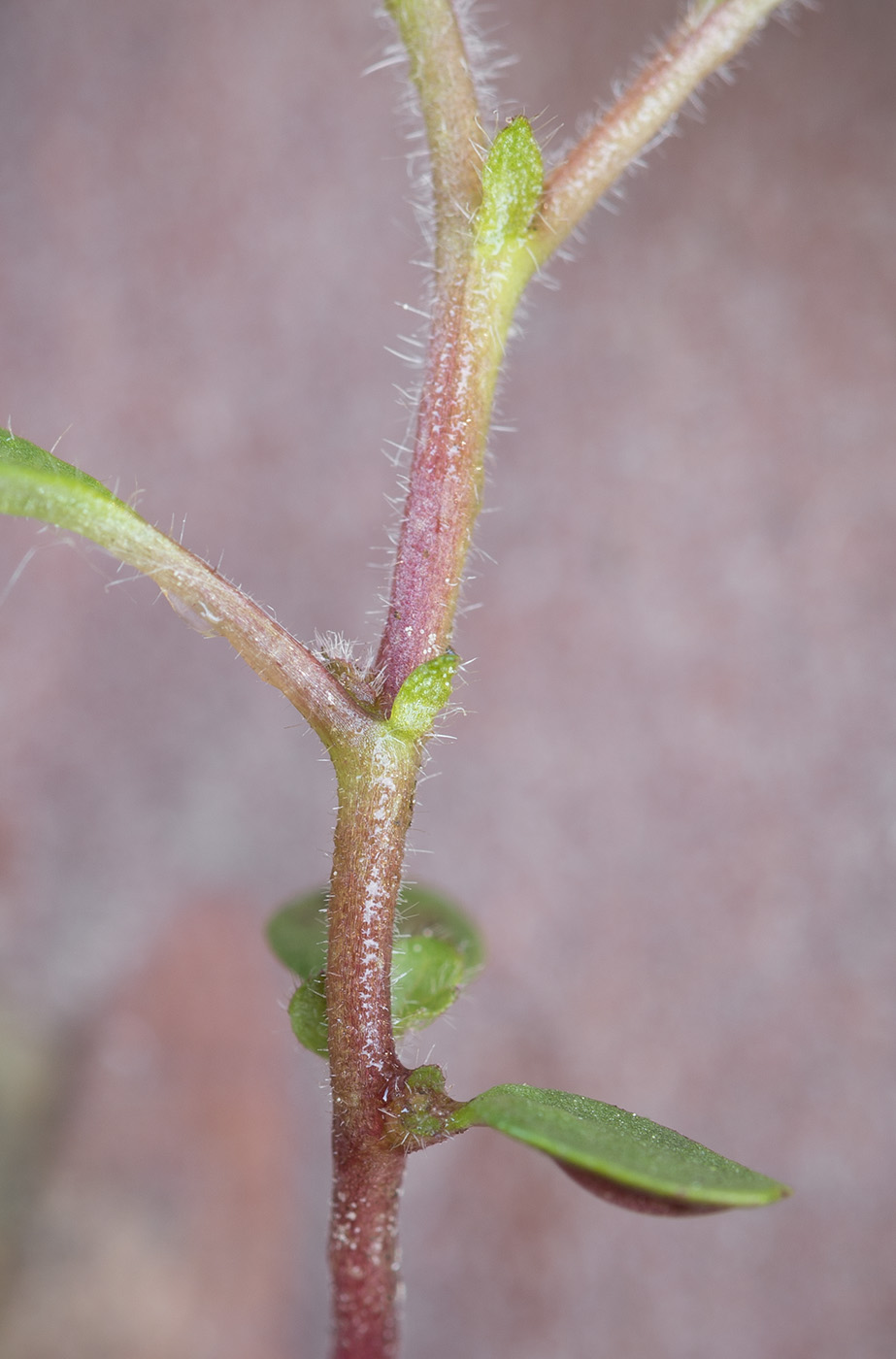 Image of Betula pubescens specimen.