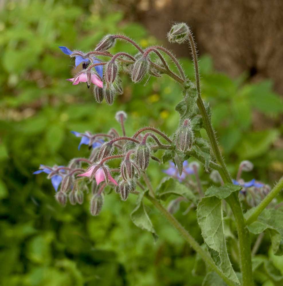 Изображение особи Borago officinalis.