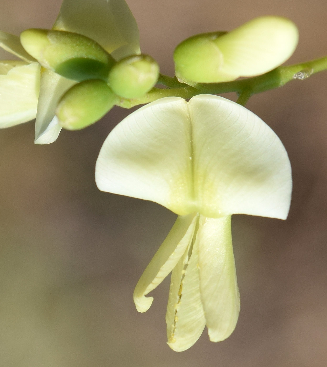 Изображение особи Styphnolobium japonicum.