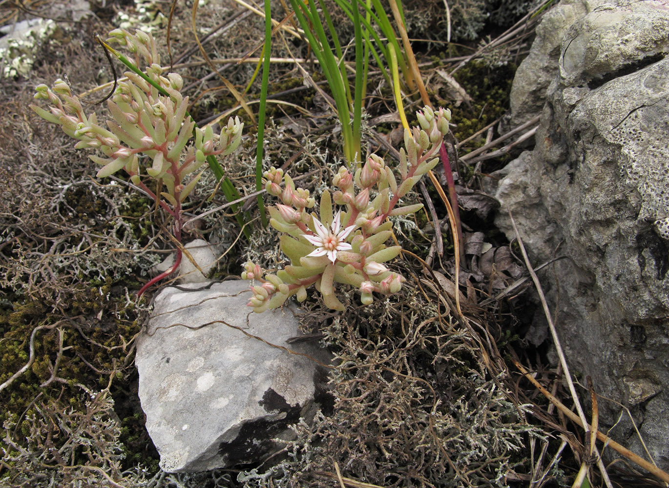 Image of Sedum hispanicum specimen.