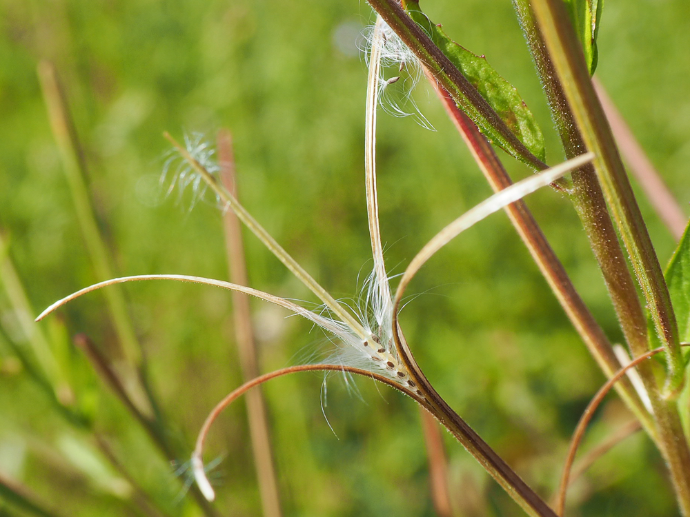 Изображение особи Epilobium adenocaulon.