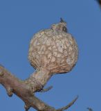 Image of taxon representative. Author is Татьяна Мальчинская