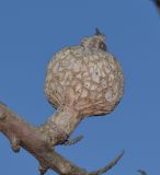 Hakea multilineata