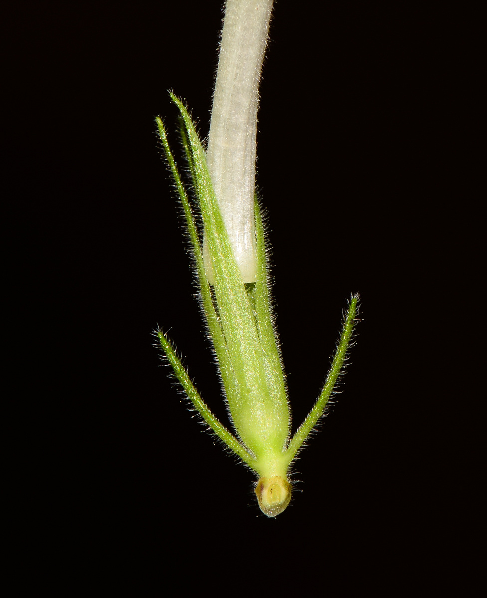 Изображение особи Ruellia prostrata.