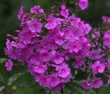 Phlox paniculata. Соцветие с каплями дождя. Московская обл., Раменский р-н, окр. дер. Хрипань, садовый участок. 25.08.2017.