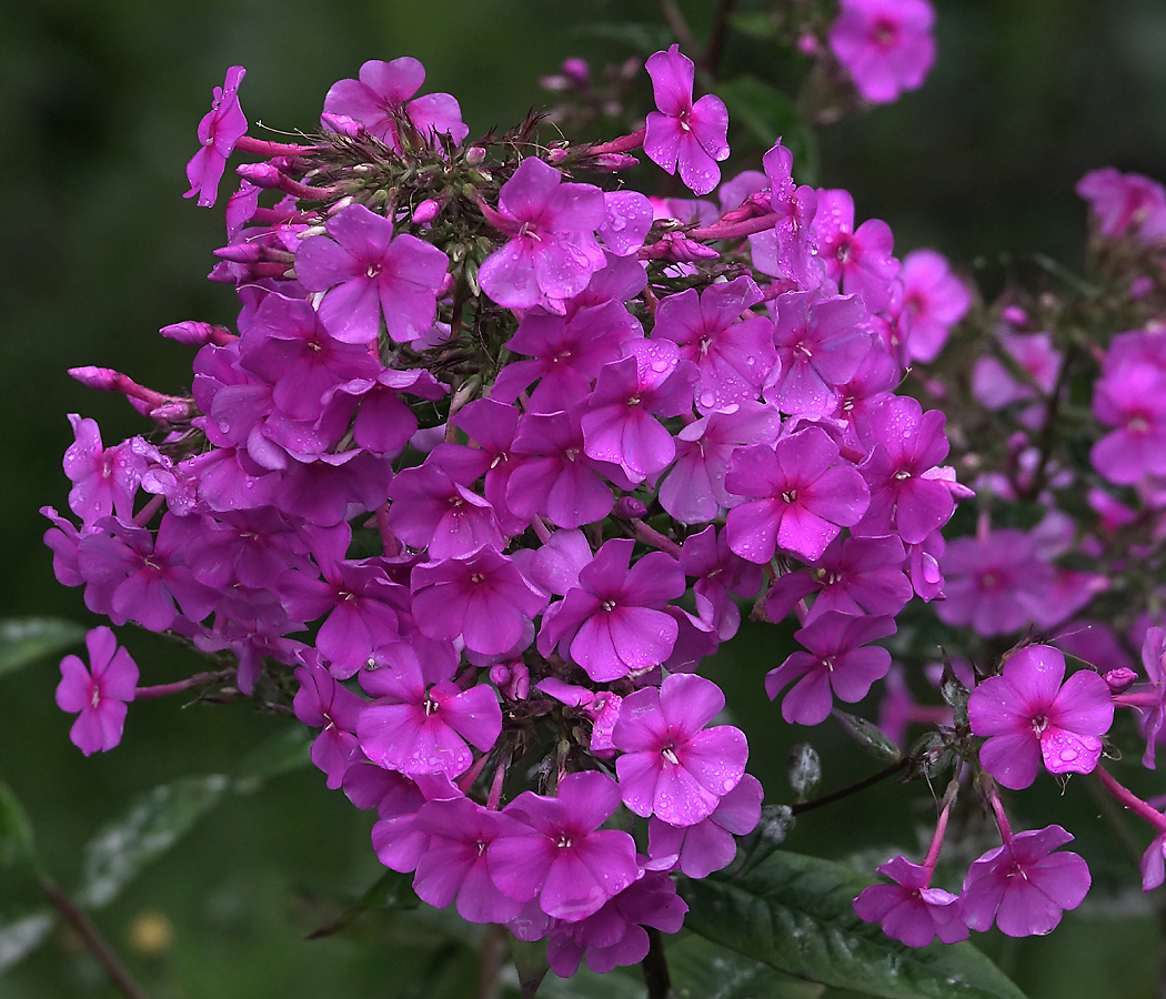 Image of Phlox paniculata specimen.