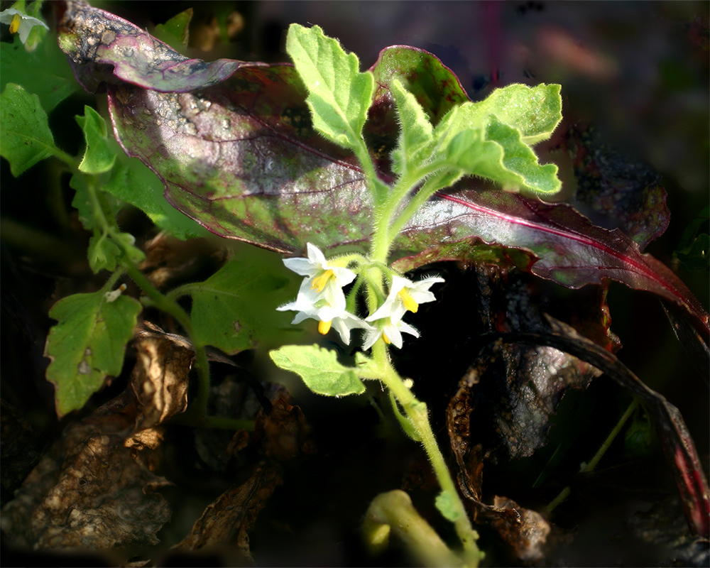 Image of Solanum physalifolium specimen.